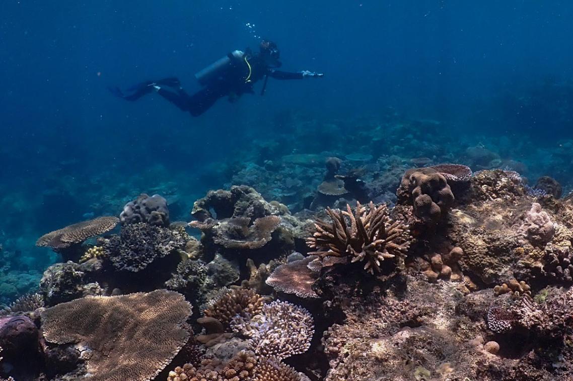 A scuba diver conducting coral reef ecological surveys in Palau, western Pacific Ocean.